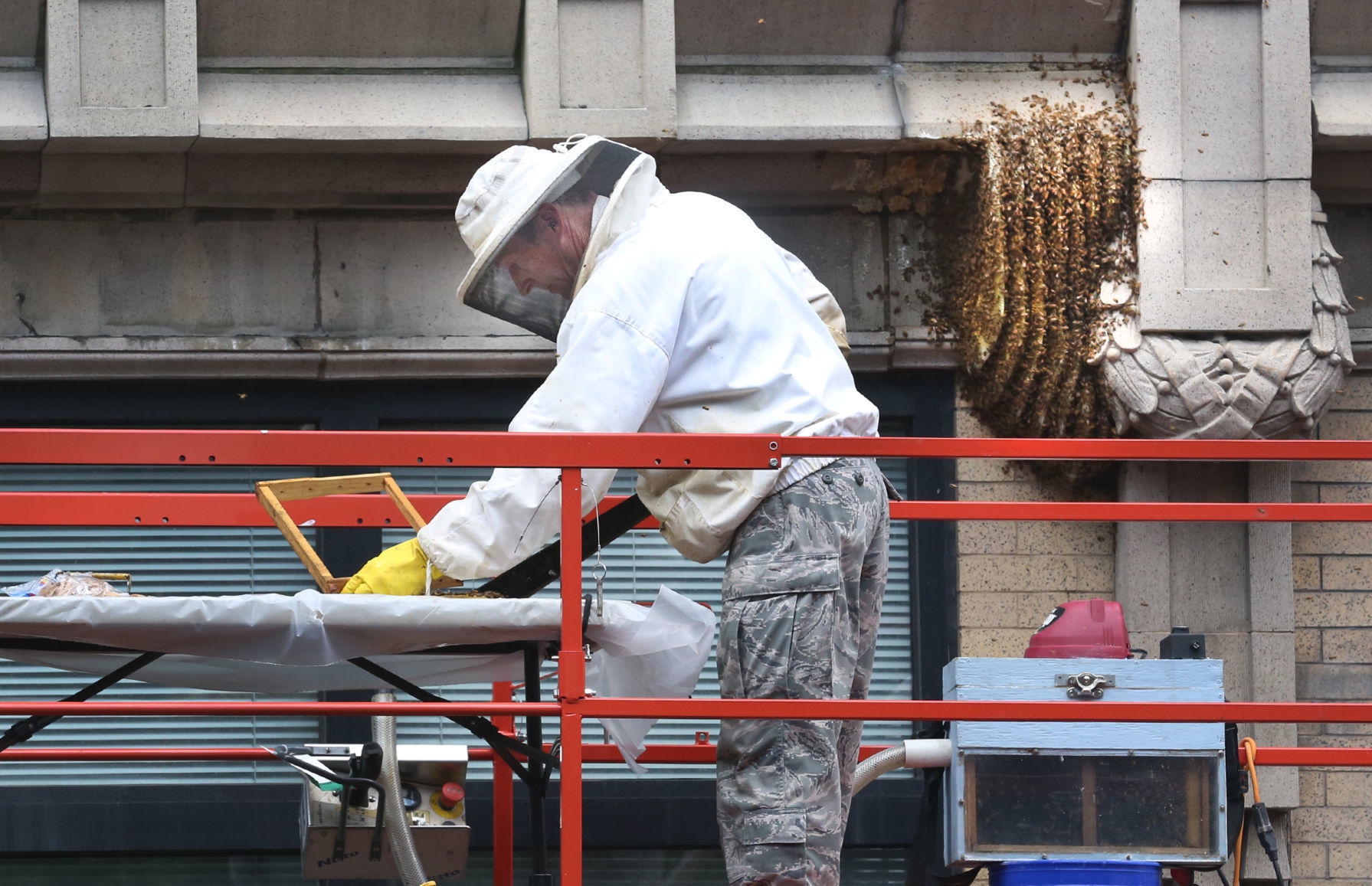 Honeybee removal